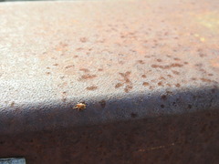 Lignyodes horridulus