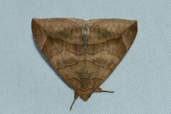 Bastilla maturescens