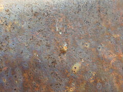 Lignyodes horridulus