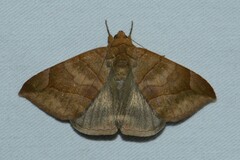 Bastilla maturescens