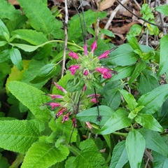 Salvia spathacea