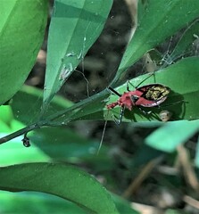 Gminatus