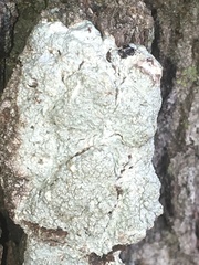 Pertusaria texana