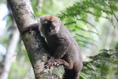 Eulemur rufifrons