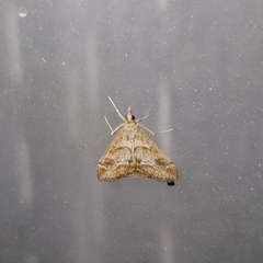 Lepidoptera