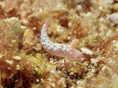 Babakina indopacifica