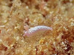 Babakina indopacifica