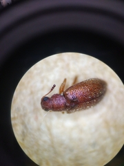 Paratenetus