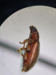 Paratenetus