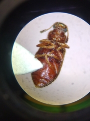 Paratenetus