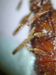 Paratenetus