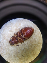 Paratenetus