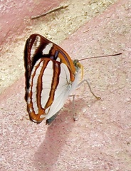 Dynamine racidula