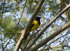 Icterus graduacauda