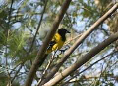Icterus graduacauda