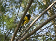 Icterus graduacauda