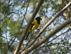 Icterus graduacauda