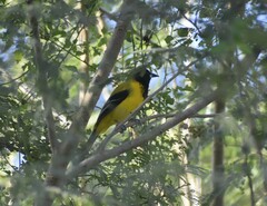 Icterus graduacauda