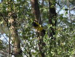 Icterus graduacauda
