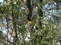 Icterus graduacauda