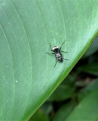 Polyrhachis foreli