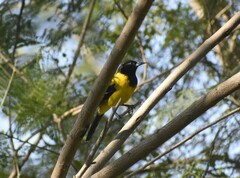 Icterus graduacauda