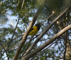 Icterus graduacauda