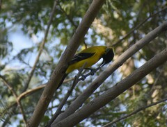 Icterus graduacauda