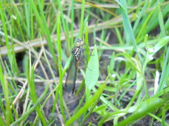 Lestes stultus