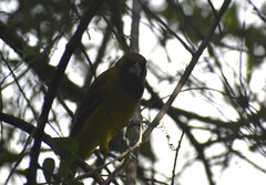 Icterus gularis × graduacauda