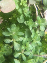 Cruciata pedemontana