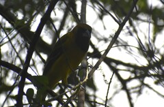 Icterus gularis × graduacauda
