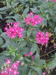 Pentas