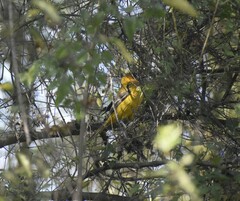 Icterus gularis × graduacauda