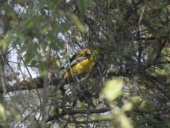 Icterus gularis × graduacauda