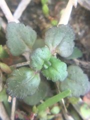 Veronica arvensis