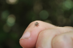 Chalepistes spermophilus