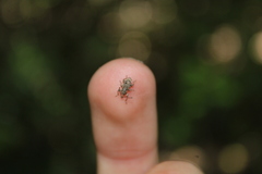 Chalepistes spermophilus