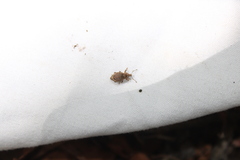 Chalepistes spermophilus