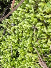 Brachythecium albicans