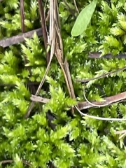 Brachythecium albicans