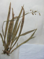 Luzula acuminata acuminata