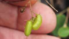 Pycnospora lutescens