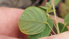 Pycnospora lutescens