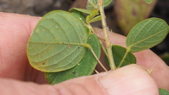 Pycnospora lutescens