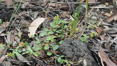 Pycnospora lutescens