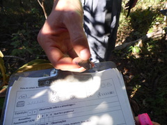 Nhambikuara cerradensis