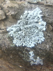 Physcia millegrana