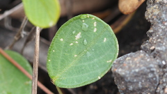 Pycnospora lutescens