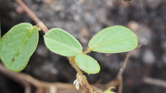 Pycnospora lutescens